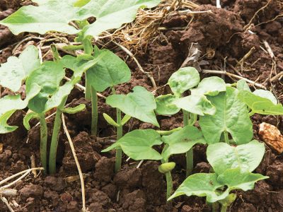 Feijão - Créditos: shurtterstock