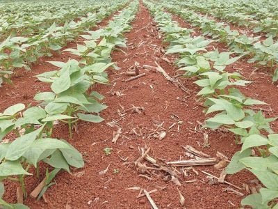 Feijão -  Fotos: Cristiano de Oliveira