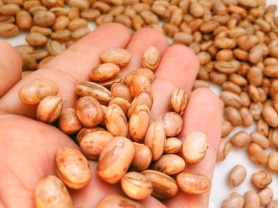 Feijão - Crédito: shutterstock