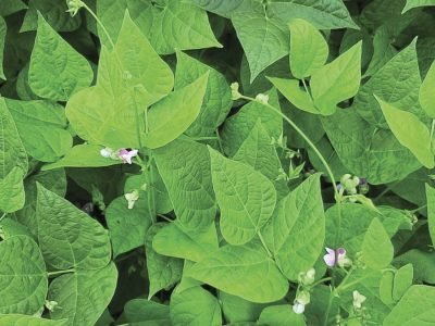 Feijão - Fotos: Janaína Marek