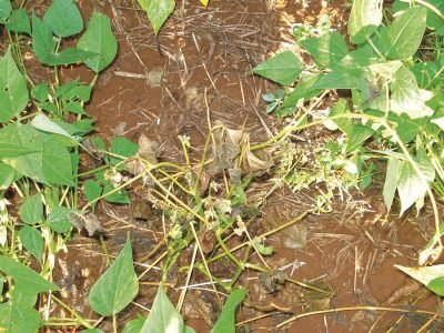 Feijão - Crédito Adriane Wendland