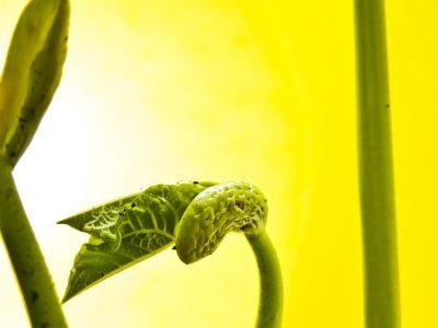 Feijão - Crédito: Shutterstock