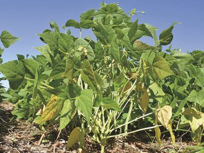 Feijão - Crédito: Embrapa Arroz e Feijão