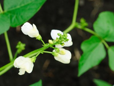 Feijão - Crédito Shutterstock