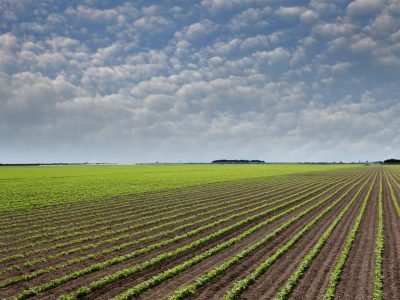 Feijão - Crédito: Shutterstock