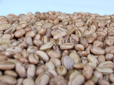 Cientistas decodificam feijão mais resistente do mundo