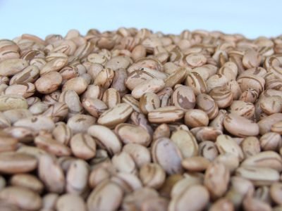 Cientistas decodificam feijão mais resistente do mundo