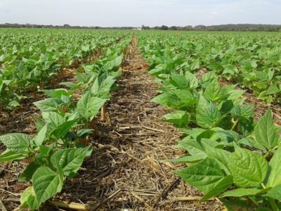 Feijão-Crédito-Oceana-Cópia