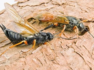 Fêmea (esquerda) e macho (direita) da vespa-da-madeira - Crédito Susete do Rocio Chiarello Penteado