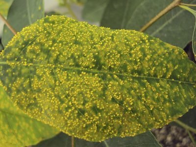 Ferrugem - Crédito: Carlos Labate