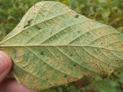 Ferrugem - Crédito Mauricio Meyer (06-2018)