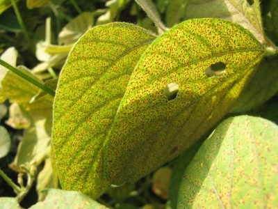 Ataques da ferrugem asiática na soja podem ser evitados com o primeiro multissítio biológico
Crédito foto: Wanderlei Guerra (Consultor Aprosoja MT)