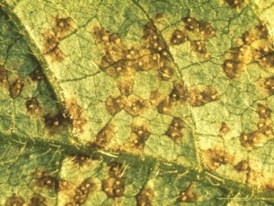 Ferrugem asiática - Crédito arquivo (Phakopsora pachyrhizi)