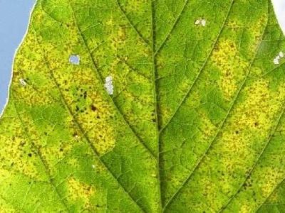 Ferrugem asiática - Crédito  Rafael Moreira