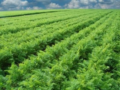 Fertilizantes foliares complexados com aminoácidos - Crédito Shutterstock