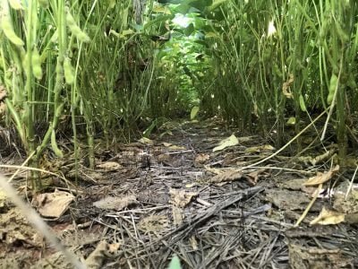 Fertilizantes-organominerais-Crédito-Amarildo-Francisquini-Junior-2