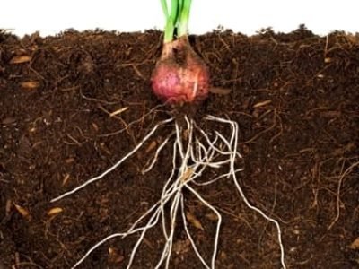 Fertilizantes organominerais aumentam a porosidade do solo - CréditoShutterstock