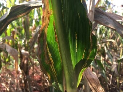 Lesões de estria bacteriana em tecido foliar de milho se desenvolvem de forma alongada e estreita apresentando margens onduladas, restritas às regiões