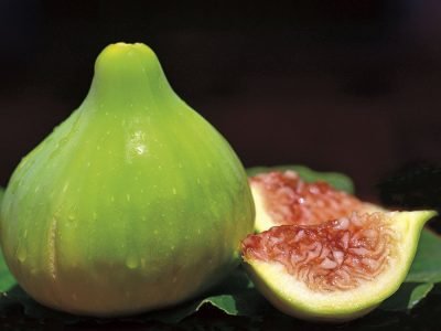 Figo - Créditos: Pixabay