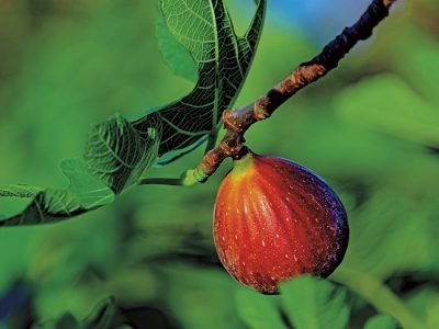 Figo - Créditos: Pixabay