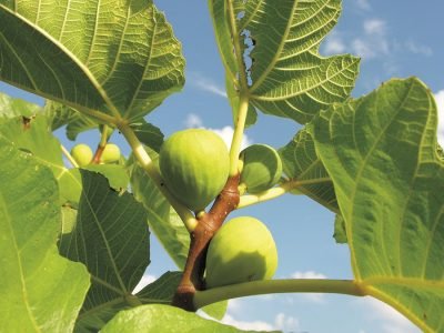 Figo - Créditos Pixabay