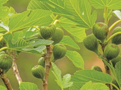 Figos - Créditos: Pixabay