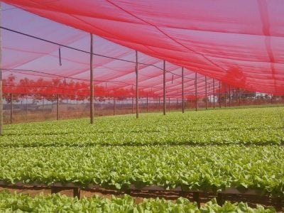 Telado com CHROMATINET LENO vermelha para produção de alface em hidroponia.