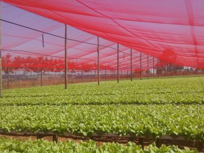 Telado com CHROMATINET LENO vermelha para produção de alface em hidroponia.