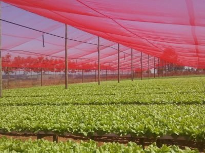 Telado com CHROMATINET LENO vermelha para produção de alface em hidroponia.