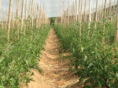 . Filme SUNCOVER DIFF Ã  esquerda e filme transparente nacional Ã  direita, mostrando a diferença no desenvolvimento das plantas de tomate nos dois ambientes- Créditos: Ginegar Polysack