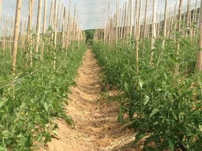 . Filme SUNCOVER DIFF Ã  esquerda e filme transparente nacional Ã  direita, mostrando a diferença no desenvolvimento das plantas de tomate nos dois ambientes- Créditos: Ginegar Polysack