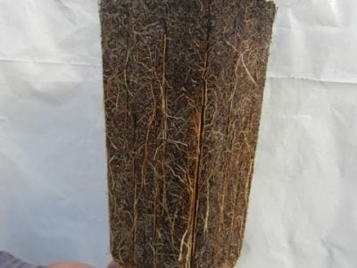 Muda de pessegueiro produzida em embalagem (citropotes) - Fotos: Newton Alex Mayer.