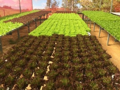 Bancadas hidropônicas - Fotos: Glaucio Genuncio