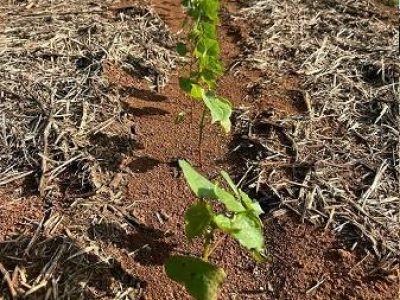 Fitotoxidez-por-herbicidas