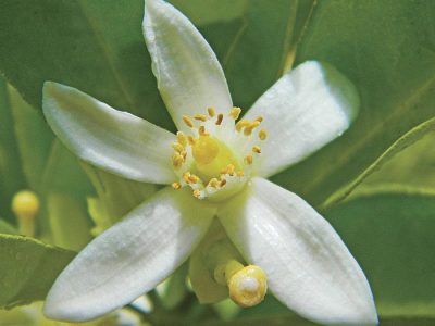 Flor de limão - Foto: Pixabay