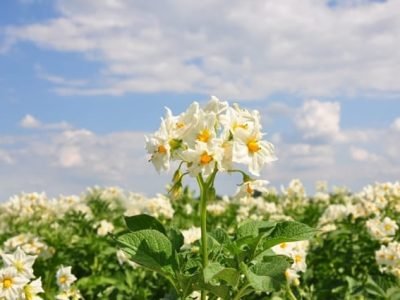 Flor da batata - Crédito Shutterstock