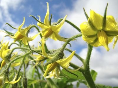 Floração do tomateiro - Crédito: Alltech