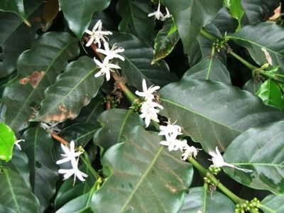 o pegamento dessa florada vai depender da regularidade das chuvas daqui para frente. Caso ocorram veranicos intermitentes, a chance de abortamento das flores e queda de frutos ainda no estádio chumbinho é muito grande - Crédito Ana Maria Diniz