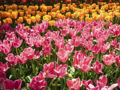 Flores - Foto: freepik