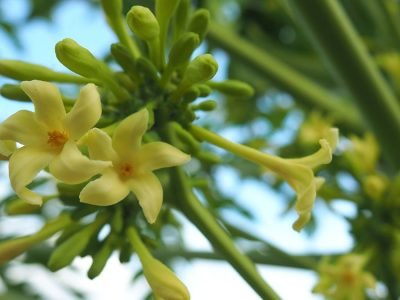 Flores de mamão -Crédito: Shutterstock