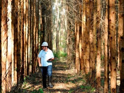 Floresta - Foto: Divulgação