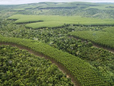 Floresta - Crédito WWF Brasil