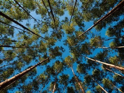 Floresta - Crédito: Divulgação