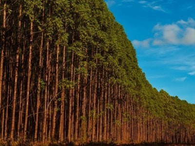 Floresta -Créditos: Divulgação AMIF