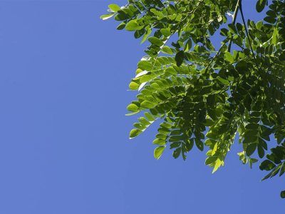 Floresta - Crédito: Freepik