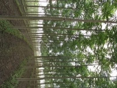 Floresta plantada - Crédito Bela Vista Florestal