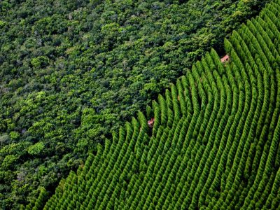 Floresta-Crédito-Internet-2