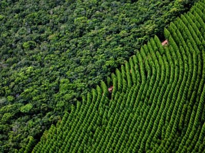 Floresta-Crédito-Internet-2