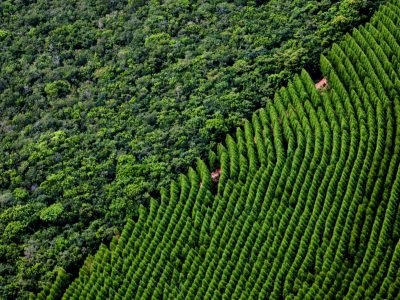 Floresta-Crédito-Internet-2