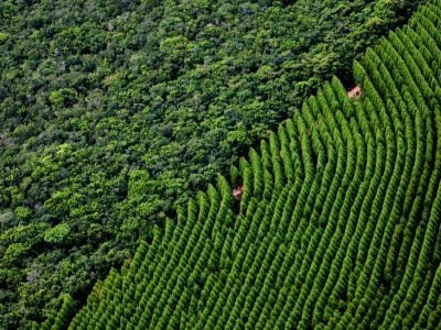 Floresta-Crédito-Internet-2